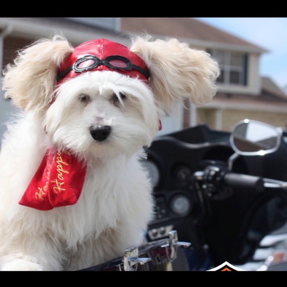 MEET THE POSHER - Picture 15 of 16